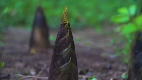 Close up of fresh bamboo shoots growing in a lush green forest environment Stock Footage 342012229