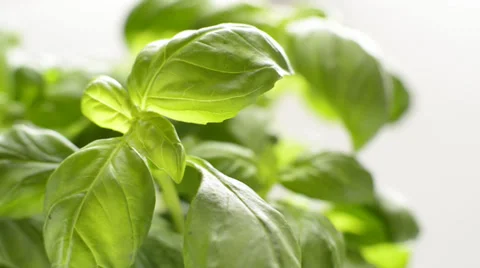 Close up of fresh basil leaves, dolly shot Stock Footage 38568977