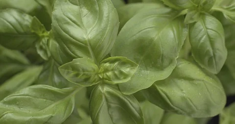 Close up of Fresh basil plant rotating Vídeos de archivo 124667113