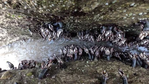 A close-up of a fresh batch of barnacles Percebes Stock Footage 238028883