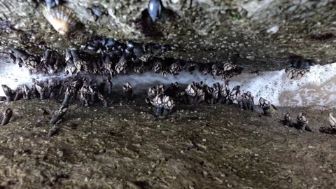 A close-up of a fresh batch of barnacles Percebes 스톡 동영상 238040502