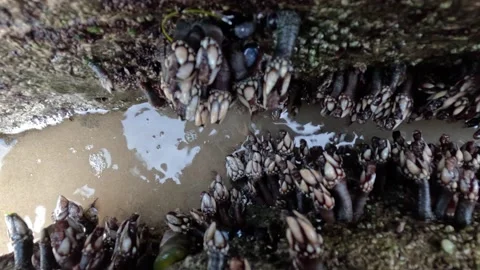 A close-up of a fresh batch of barnacles Percebes Stock Footage 238041881