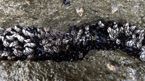A close-up of a fresh batch of barnacles Percebes Stock Footage 238045154