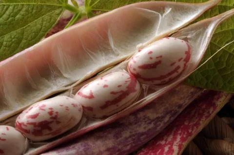 Close up on fresh beans in the pod Stock Photos