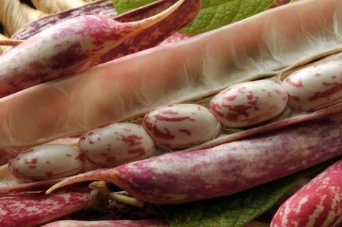 Close up on fresh beans in the pod Stock Photos