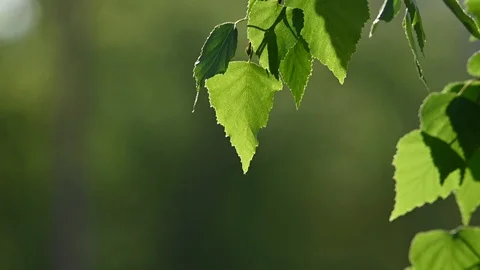 Close up fresh birch tree leaf over green Stock Footage 107847232