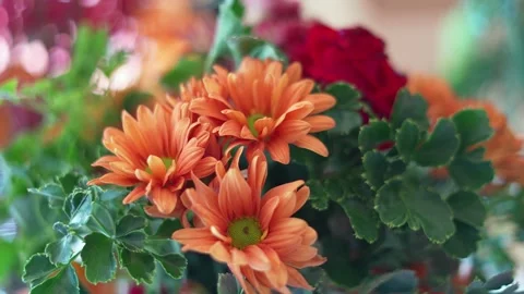 Close up Fresh Bloom Orange Daisy bouquet Stock Footage 285030280