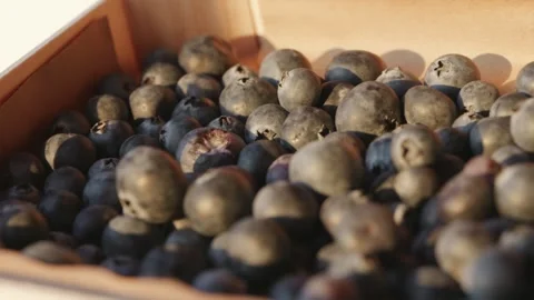 Close up of fresh blueberries inside rustic crate illuminated by warm golde.. Stock Footage 336807503