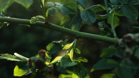 Close Up Of Fresh Branch Stock Footage 92388176