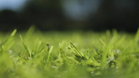 Close-up. Fresh Bright Green Grass. Bottom view. Slow Motions. 4K Stock Footage 287587845