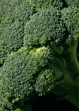 Close-Up of Fresh Broccoli Head Under Harsh Lighting Stock Photos