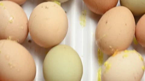 Close Up of Fresh Brown and White Eggs Stock Footage 341776773