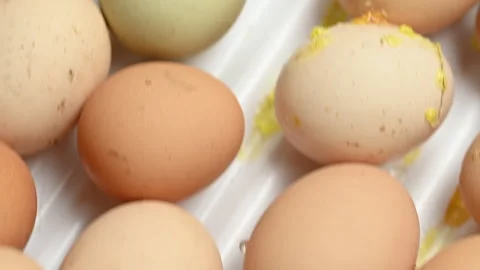 Close Up of Fresh Brown and White Eggs Stock Footage 341776805