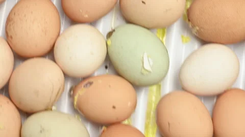 Close Up of Fresh Brown and White Eggs Stock Footage 341777238