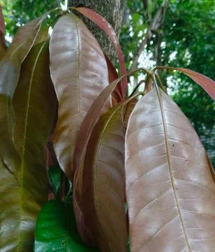 Close up of a fresh brown mango leaf Stock Photos