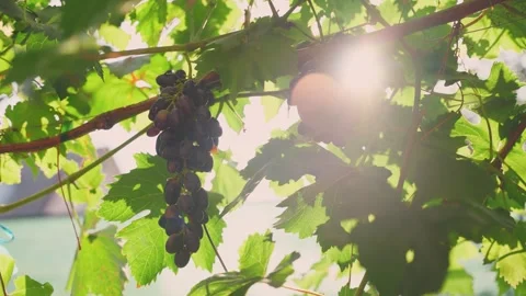 Close up fresh bunch of dark blue grapes. ripe juicy grapes growing hanging on Stock Footage 315046675