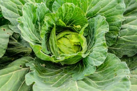 Close-up of fresh cabbage Photos