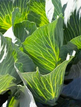 Close up on fresh cabbage. Stock Photos