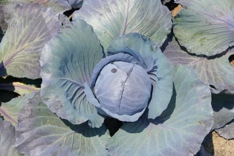 Close up of a fresh cabbage ready to be harvested Stock Photos