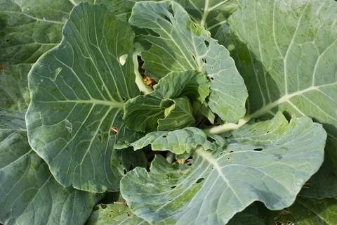 Close-up of fresh cabbage in the vegetable garden Foto stock
