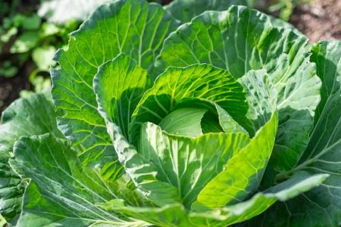 Close-up of fresh cabbage in the vegetable garden Stock Photos
