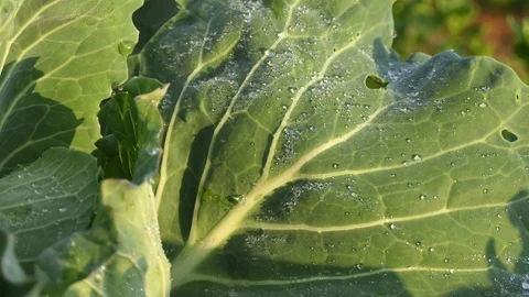 Close-up of fresh cabbage with water drops in the vegetable garden Stock Footage 117852284