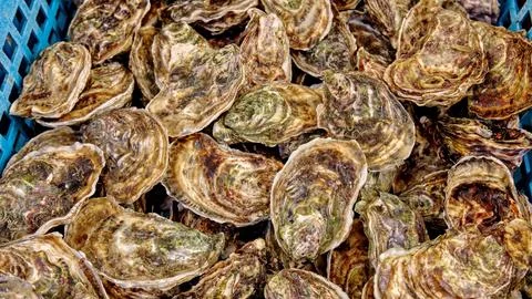 Close up fresh catch of several raw oysters at retail display of fisherman .. Stock Photos