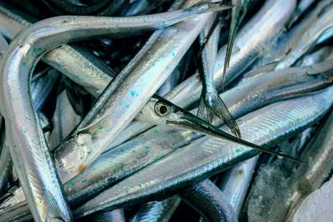 Close-up of fresh catch of silver fish with long bodies Stock Photos