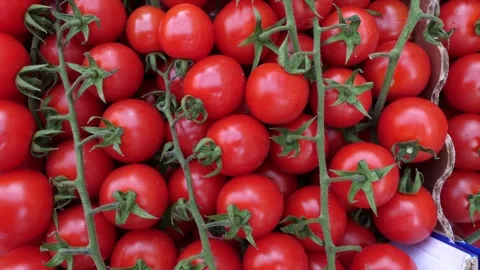 Close-up of fresh cherry tomatoes at an Italian market Stock Footage 305853585