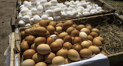 Close up of fresh Chicken eggs Stock Photos