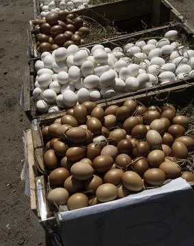 Close up of fresh Chicken eggs Photos