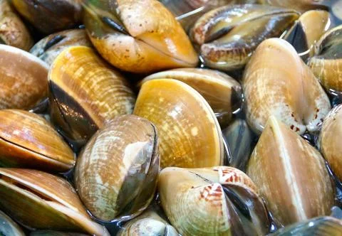 Close up of fresh clams Stock Photos
