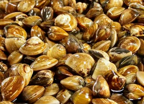 Close up of fresh clams Foto stock