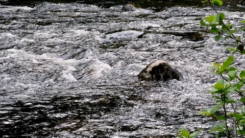 Close up of fresh clear mountain stream river water flowing rapidly over rock Stock Footage 122171950