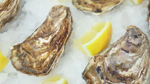 Close-up of fresh closed Oysters on the table in a plate with crushed ice in 4K. Stock Footage 146254915