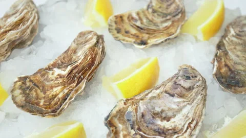 Close-up of fresh closed Oysters on the table in a plate with crushed ice in 4K. Stock Footage 146255782
