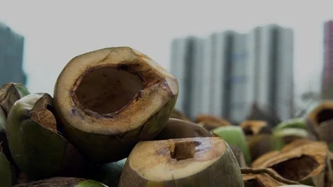 Close-up of Fresh Coconut Shells Vidéo 339077392
