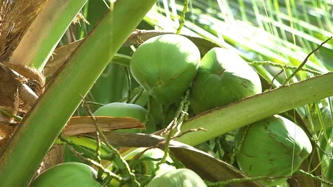 Close Up Of Fresh Coconut On The Tree Stock Footage 101695072