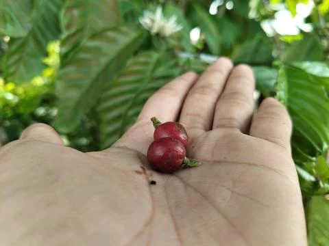 Close-up of fresh coffee beans held in hands, representing sustainable farming a Fotos de archivo