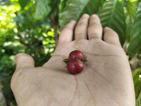 Close-up of fresh coffee beans held in hands, representing sustainable farming a Fotos de archivo