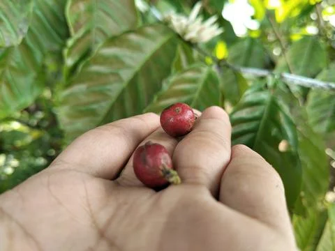 Close-up of fresh coffee beans held in hands, representing sustainable farming a Fotos de archivo