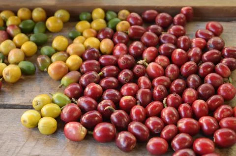 Close up of  fresh coffee beans Stock Photos
