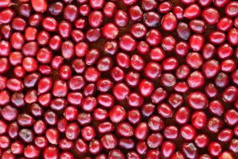 Close up of  fresh coffee beans Stock Photos