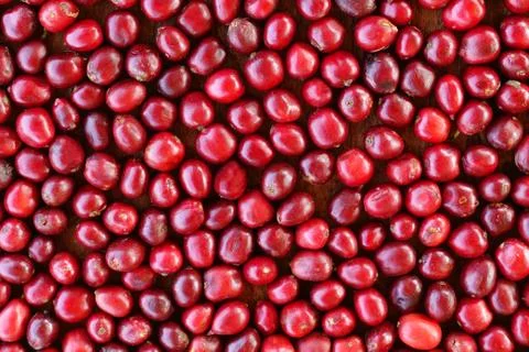 Close up of fresh coffee beans Stock Photos