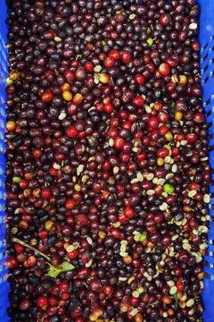 Close up of fresh coffee beans Stock-Fotos