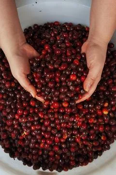 Close up of fresh coffee beans Stock Photos