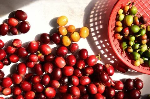 Close up of fresh coffee beans Foto stock