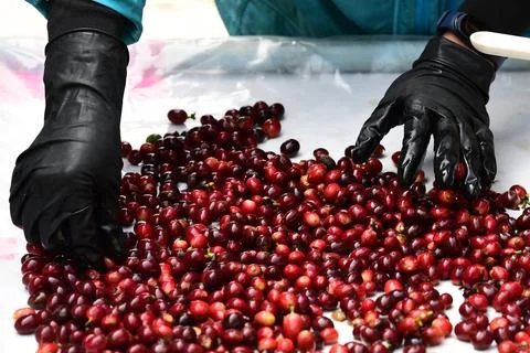 Close up of fresh coffee beans Stock Photos