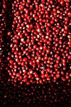 Close up of fresh coffee beans Stock Photos