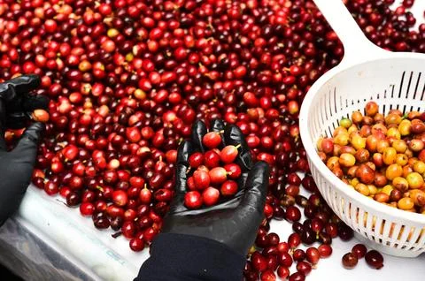 Close up of fresh coffee beans Foto stock